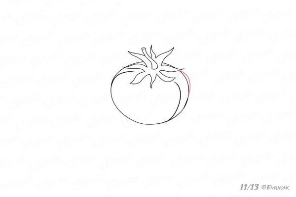 Помидор для срисовки