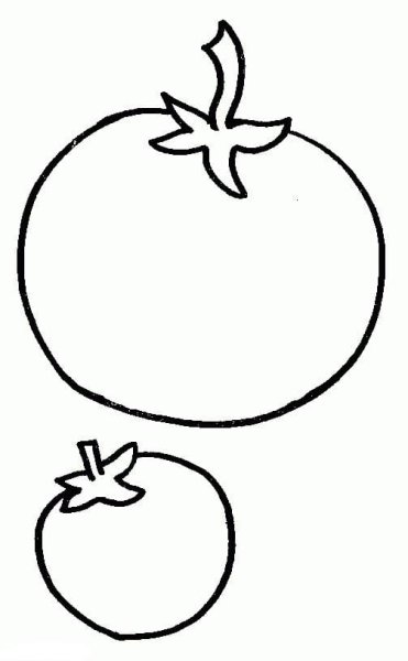 Помидор контурный