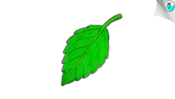 Маленький зеленый листик