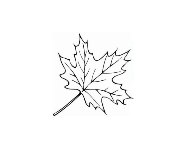 Кленовый лист черно белый