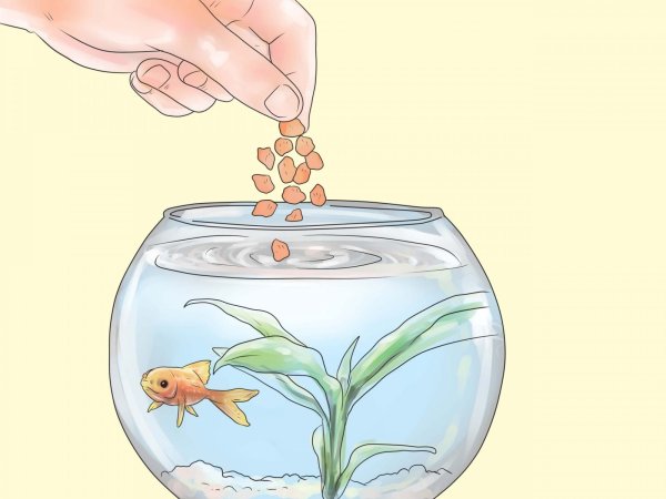 Покормить рыбок