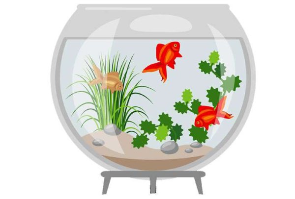 Аквариум для дошкольников