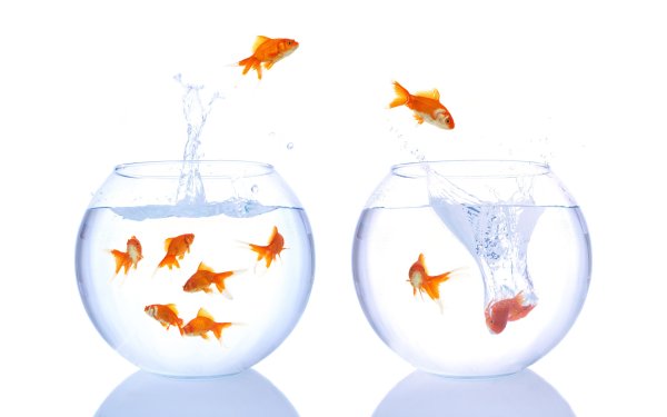 Рыбки в воде на прозрачном фоне