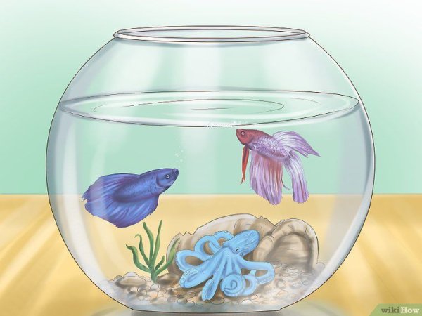 2 Рыбки в аквариуме