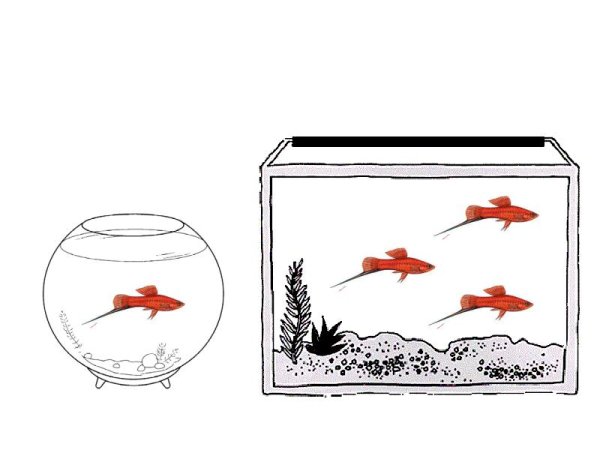 Тема аквариумные рыбки для старшей группы