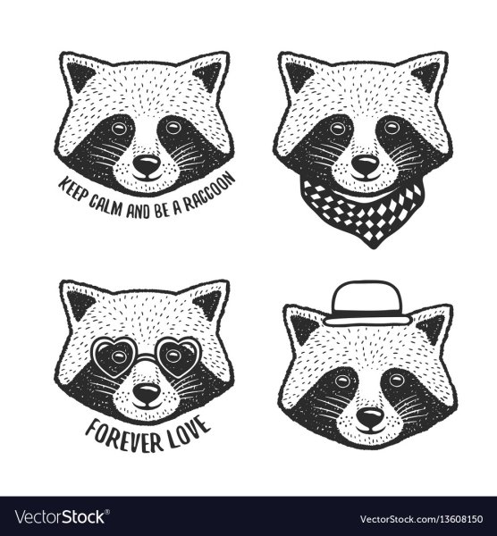 Енот набор рисунков вектор