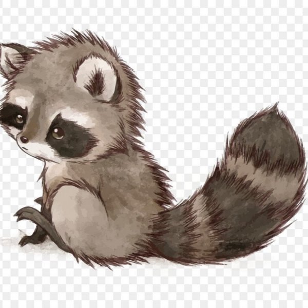Енот рисунок