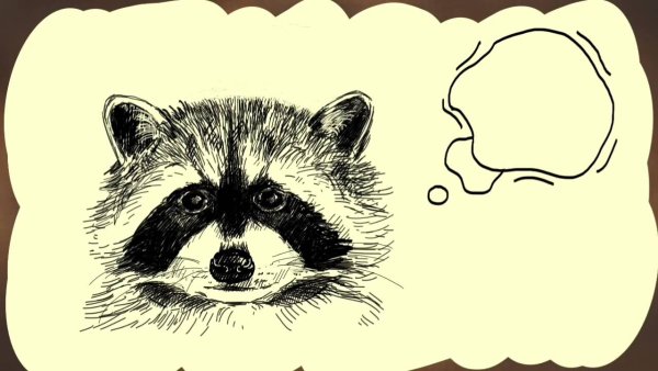 Енот картинка для печати