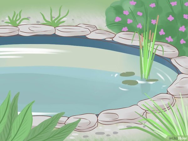 Нарисовать пруд