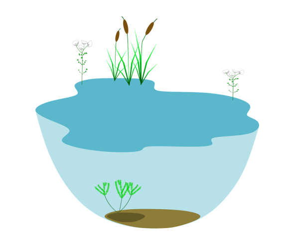 Нарисовать пруд