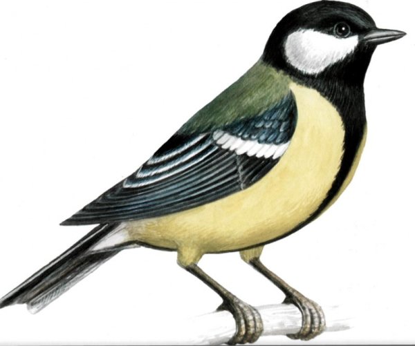 Синица птица для детей