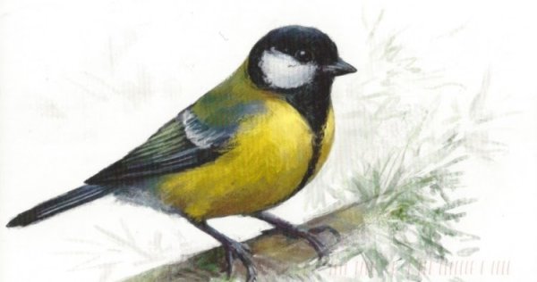 Синица рисунок для детей