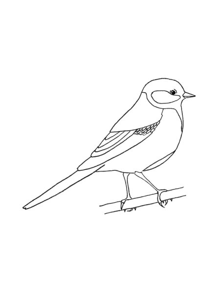 Разукрашки зимующие птицы синица