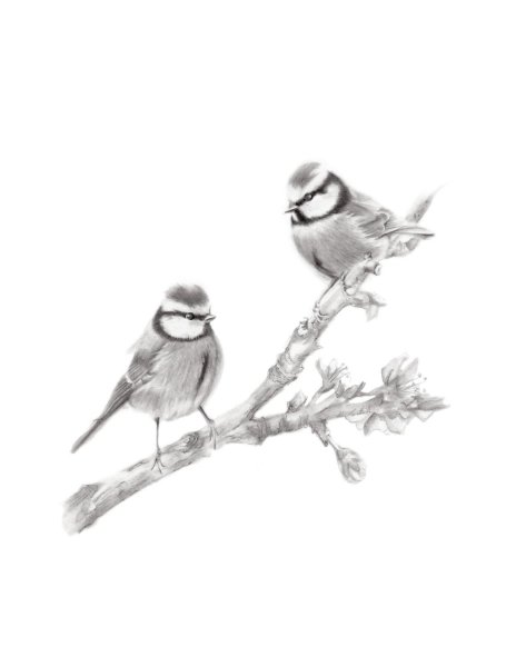 Обыкновенная лазоревка рисунок