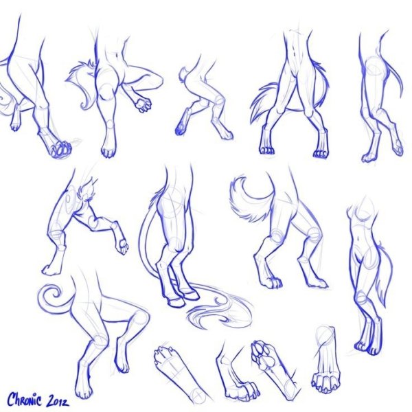 Анатомия фуррей