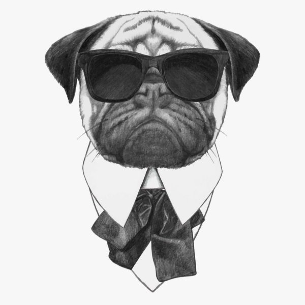 Собака в очках арт