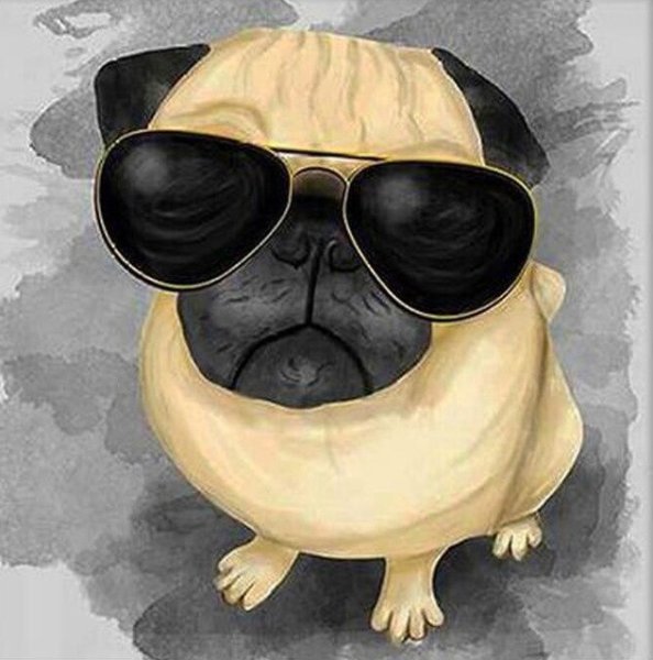 Мопс в очках
