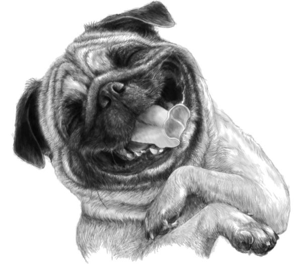 Мопс картинки для срисовки