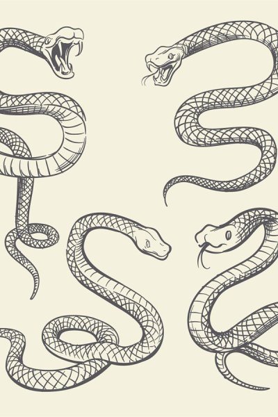 Скетч змеи
