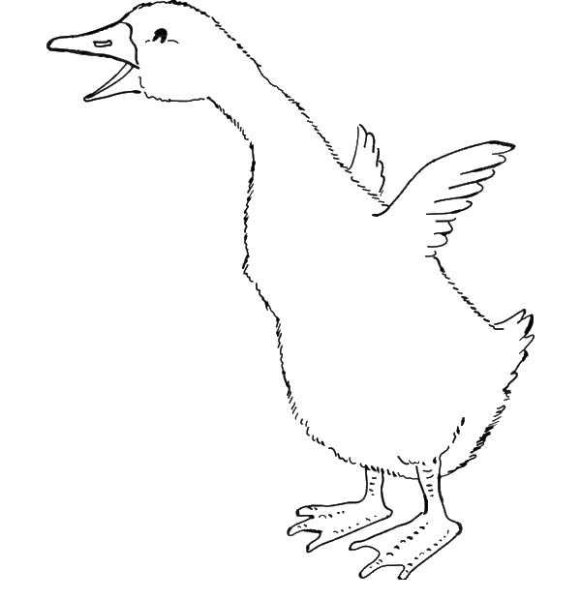 Контур гуся для раскраски