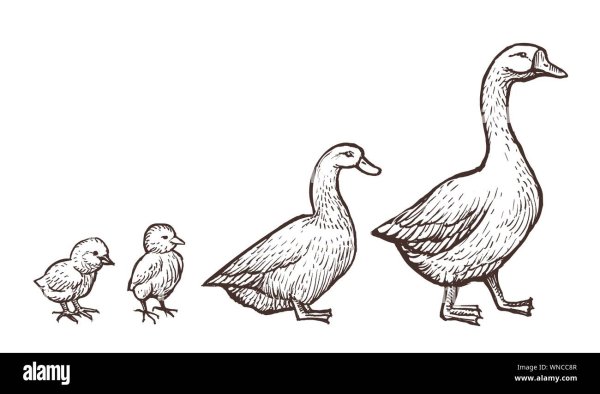 Раскраска Гусь гусыня гусята