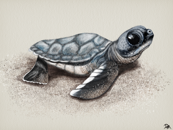 Рисунок Tortuga в хорошем качестве
