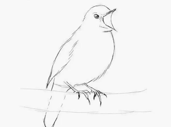 Раскраска Соловей птица