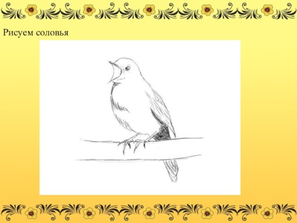 Соловей рисунок