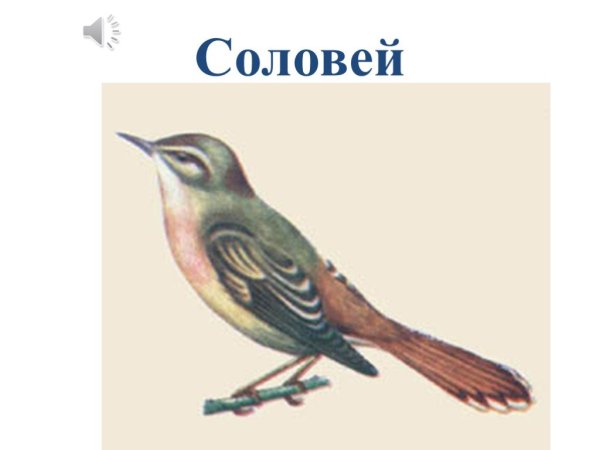 Соловей контур