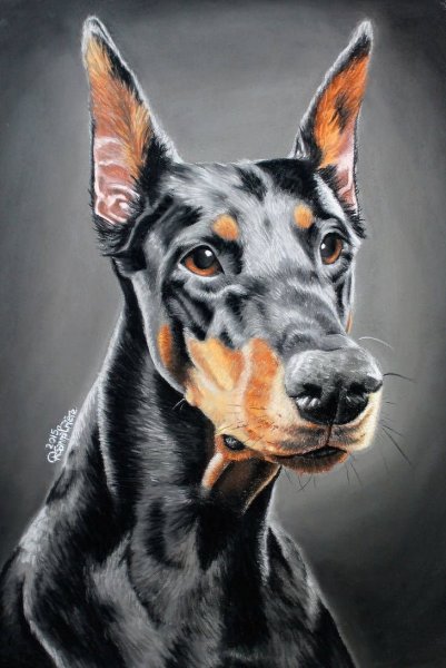 Портрет собаки Доберман