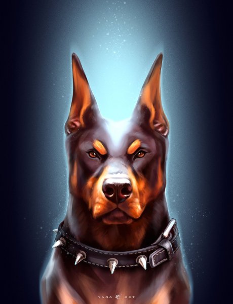 Доберман Велес