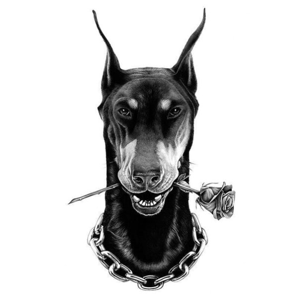 Доберман эскиз