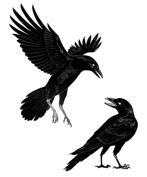 Ворона гравюра