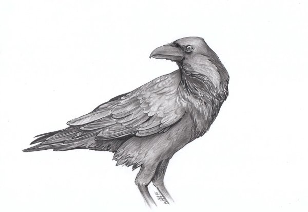Ворон рисунок карандашом