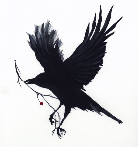 Ворон эскиз