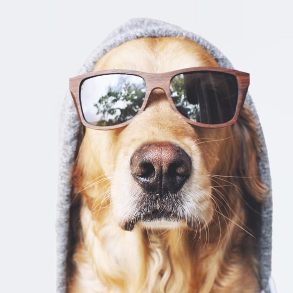 Собака в очках на аву