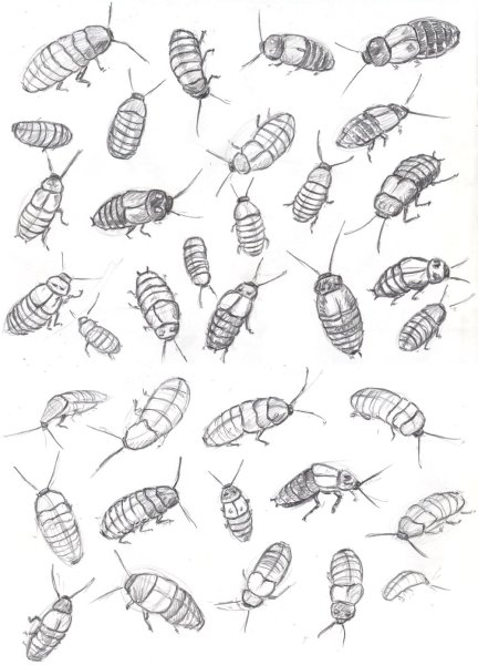 Таракан эскиз