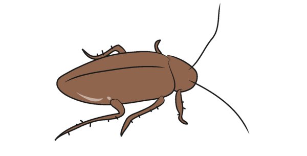 Мадагаскарские тараканы вектор