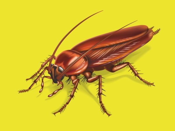 Стилизованный таракан