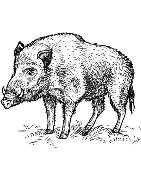 Кабан раскраска