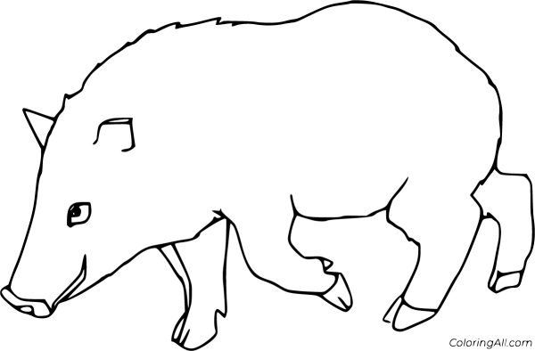 Кабан раскраска для детей