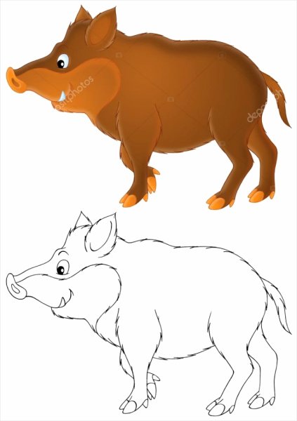 Кабан раскраска для детей