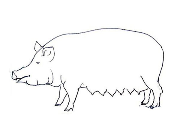 Кабан черно белый