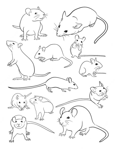 Крыса контур