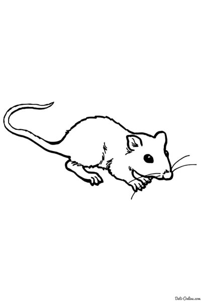 Крыса раскраска для детей