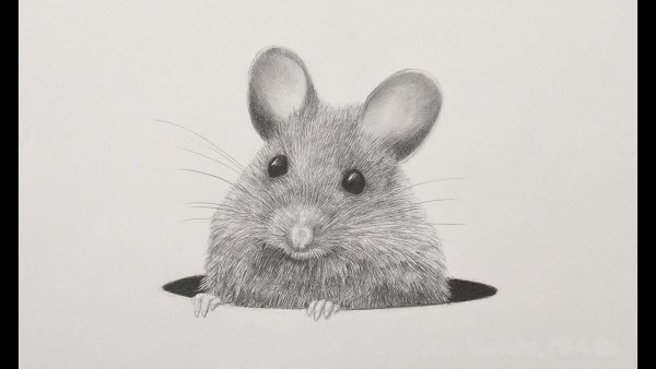Мышь раскраска для детей