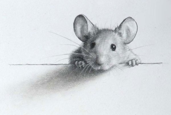Тату крыса