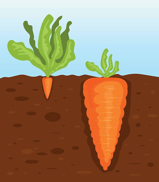 Большие и маленькие морковки