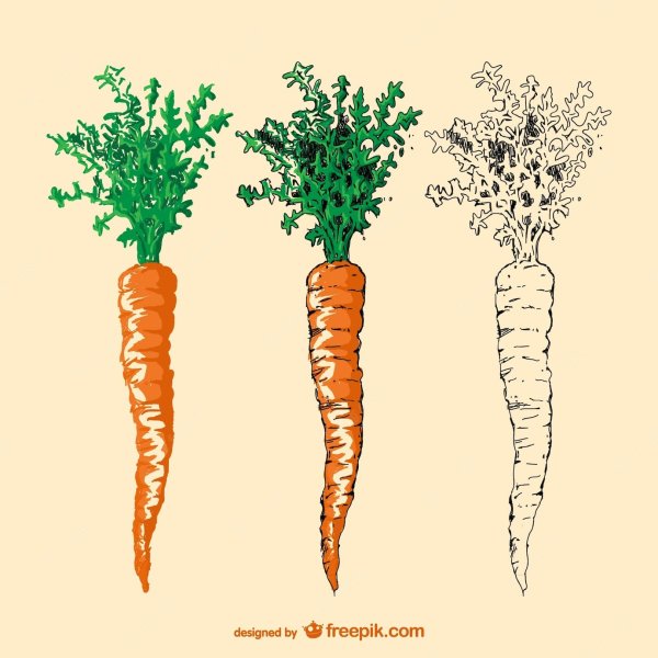 Стадии развития моркови