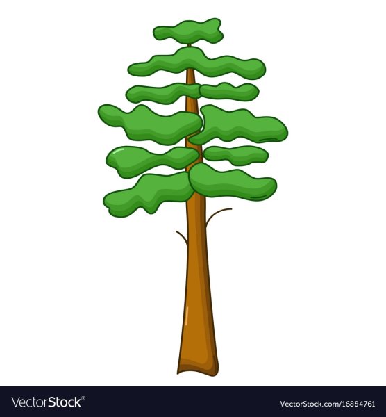 Сосна рисунок для детей на прозрачном фоне